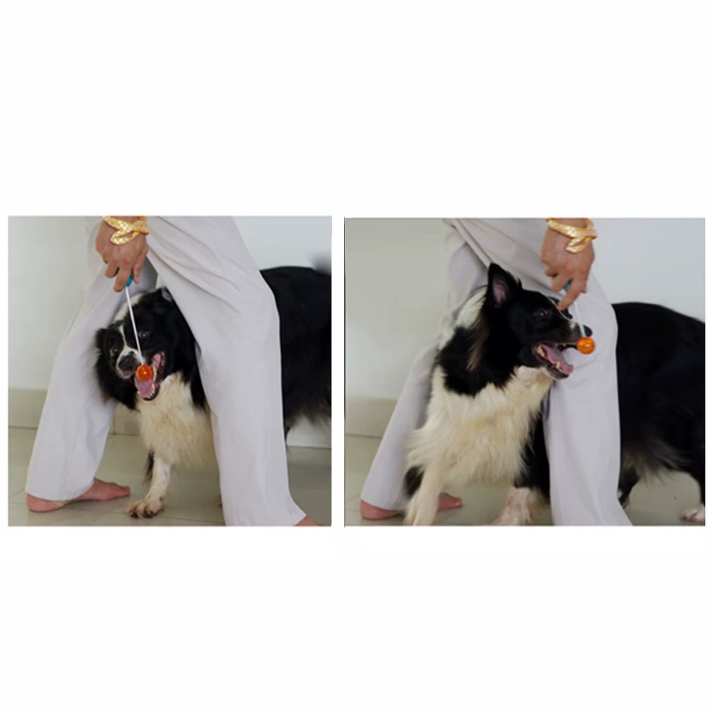 Novelty Stretchable Design Pet Dog Cat Training Clicker Agility Clickers Bird Whistle Commander Supply Accessory