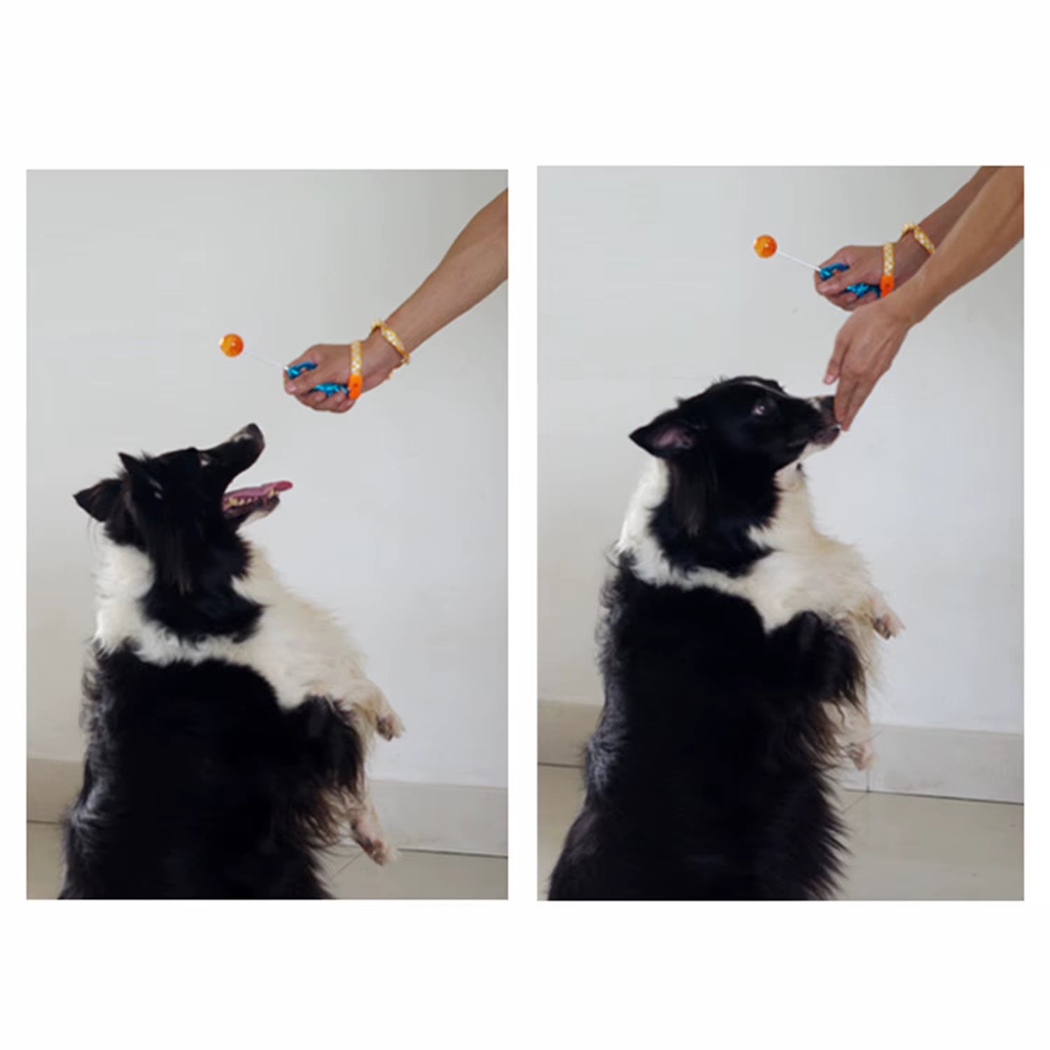Novelty Stretchable Design Pet Dog Cat Training Clicker Agility Clickers Bird Whistle Commander Supply Accessory